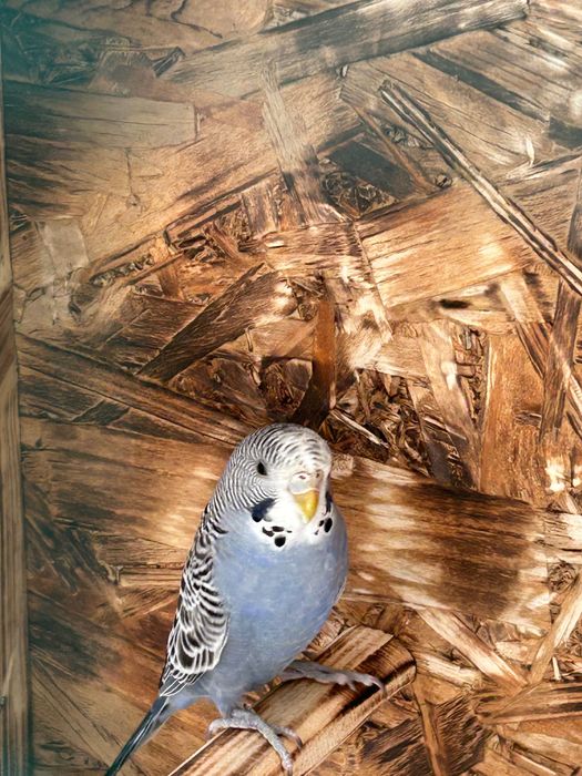 Vând papagal femela