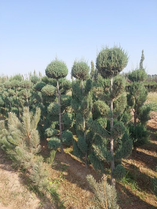 Manzarali ko‘chatlar — Samarqand Agro Dizayn firmasidan!