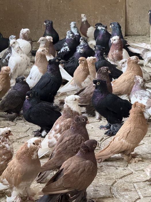 Каптарла сотилади кабутар, kaptar kabutar, голубь