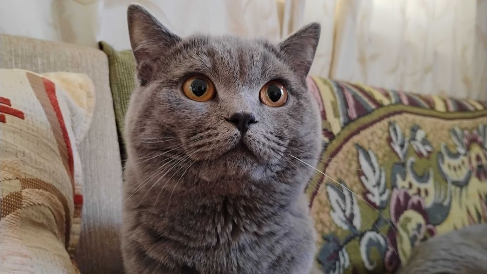 Британски късокосмест мъжки