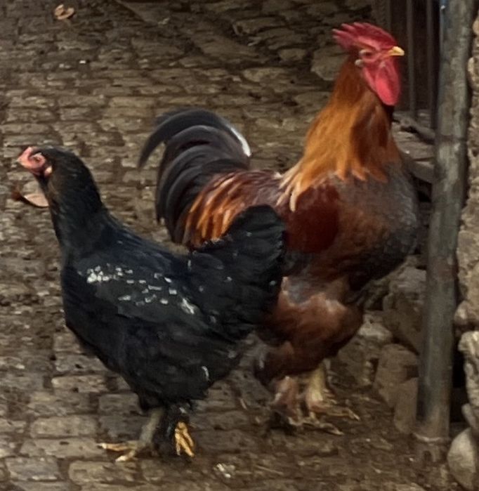 Млади домашни петли