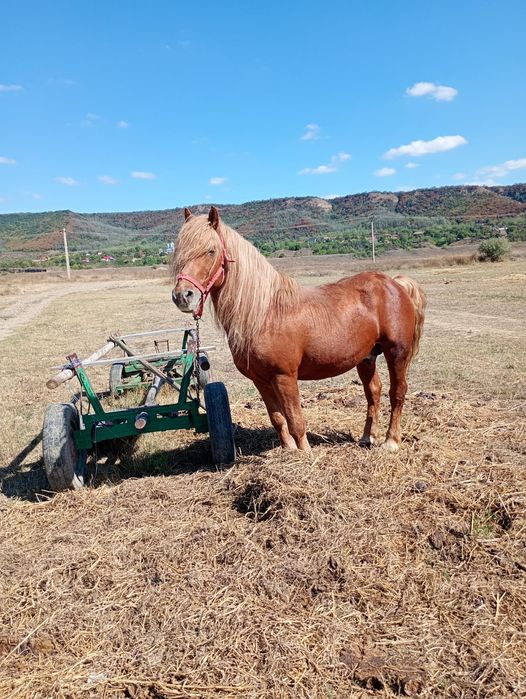 Caii de vânzare !