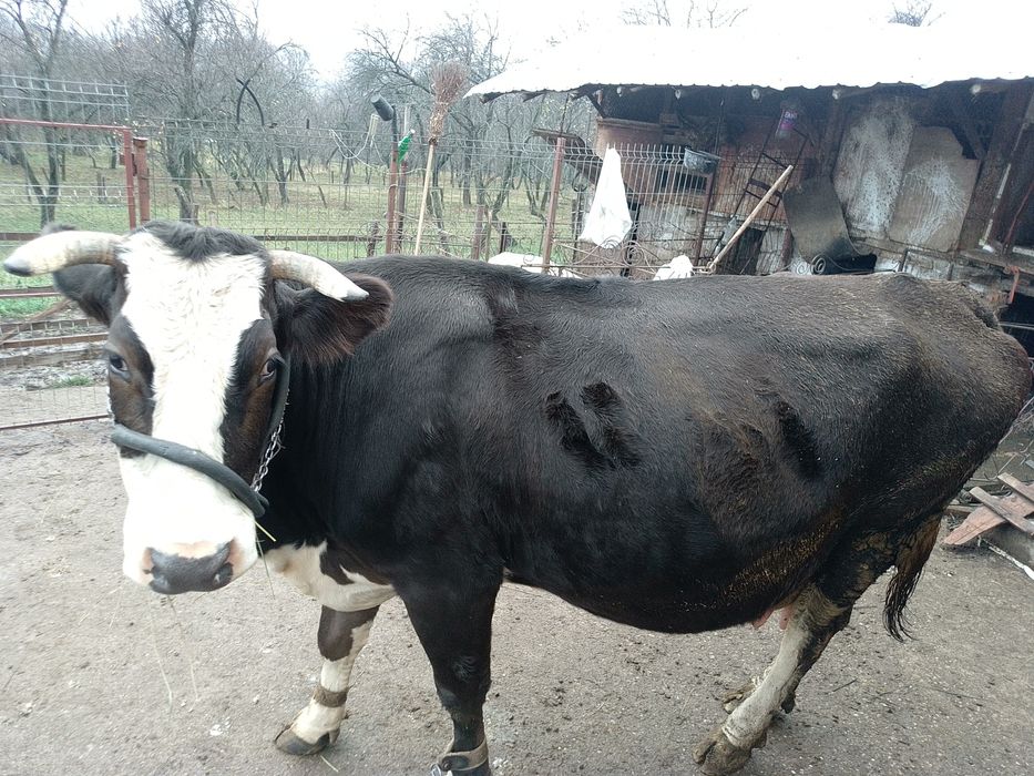 Vind vacă brună românească