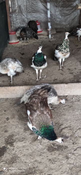 Păuni tineret umăr negru și arlechin 2025