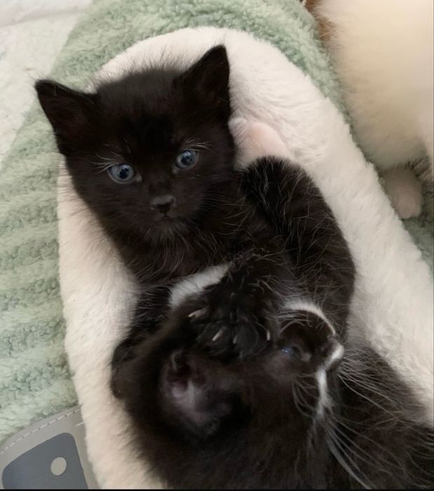 Отдам котёнка в добрые руки