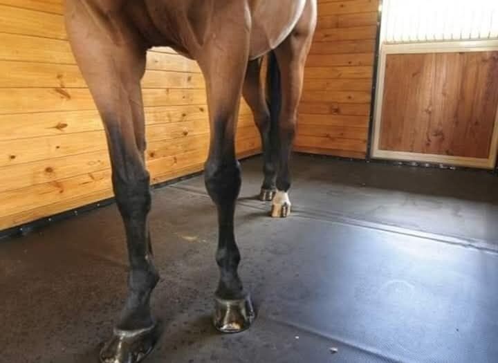 Vând preș pentr animale