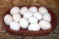Продам домашние яйца в городе Сатпаев