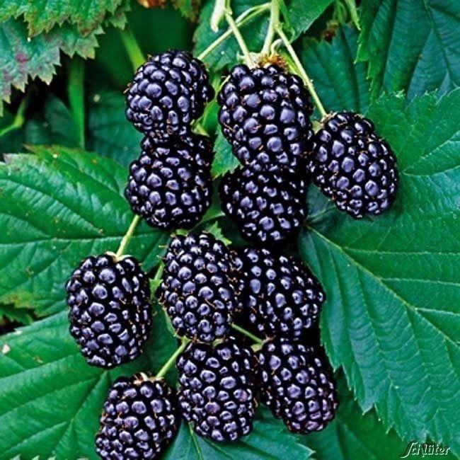 Vanzare plante zmeur/afin/mur