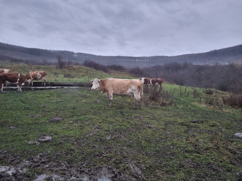 vand 2 vaci gestante