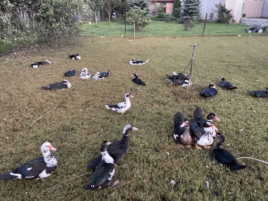 rate mute diferite marimi