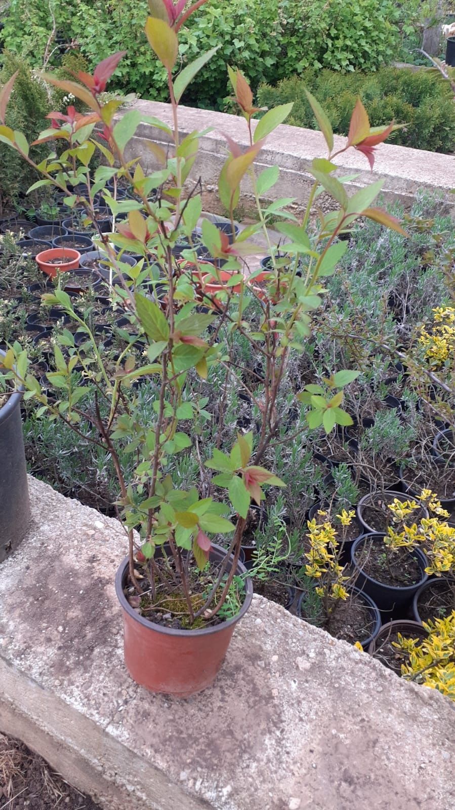 Spirea Bumalda Spirea Bumalda roșie (floare mov