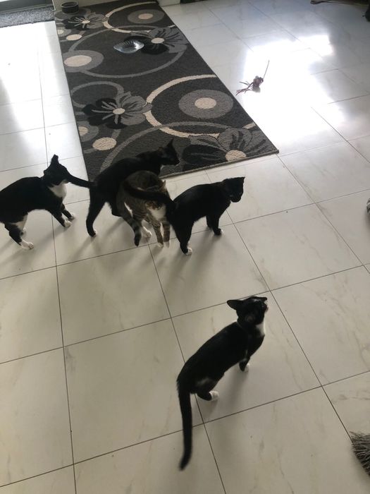 Donez pisici vaccinate