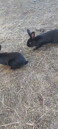 Vind doi iepuri frumoși de 10 luni