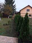 Tuia Smarald / Smaragd / Leylandii