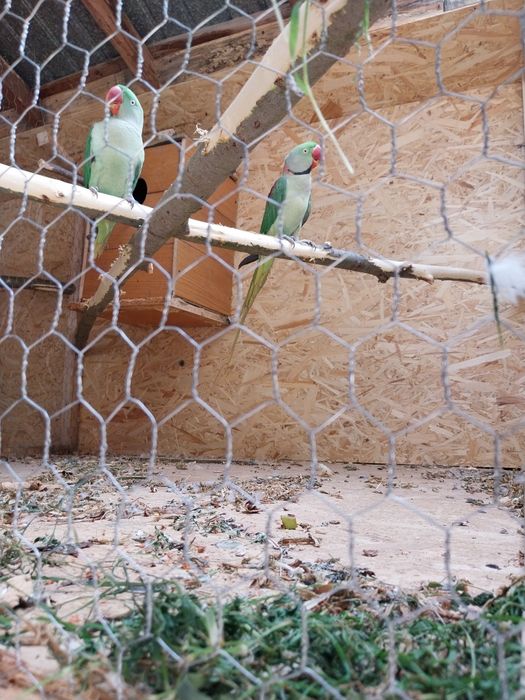 Pereche Marele Alexandru  matură