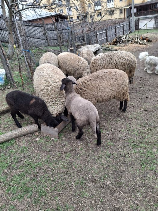 Vând oi carabase cu miei