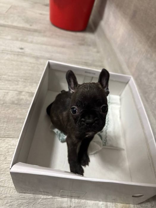 Продаётся Французский Бульдог!!!