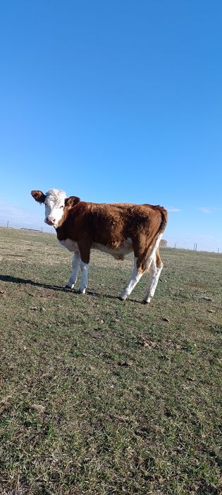 Vând viței de tăiat 20kg