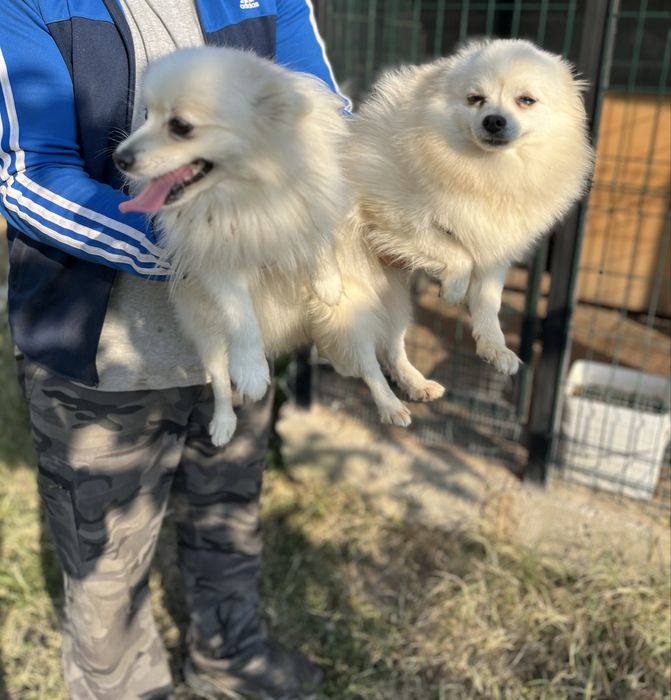 Померан мини шпиц