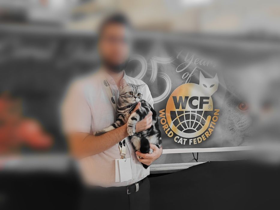 Motănel scottish straight