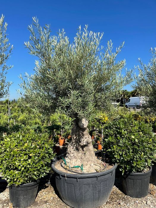 Măslini seculari calitate extra pe rod