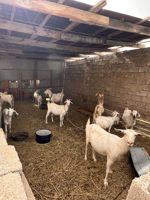 Ешкі сатылады сауынды ешкі