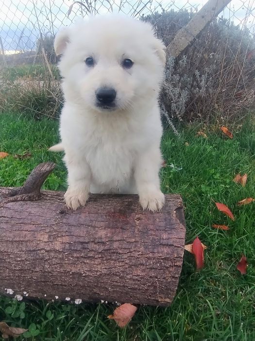 Ciobanesc Elvețian Berger blanc Suisse -lup alb