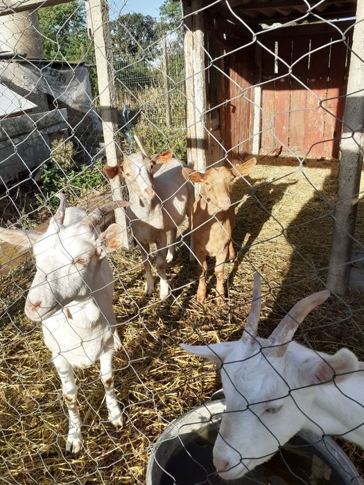 Iezi de vănzare, 3 sanen si 2 nubiana , printre care si un țap