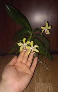 Орхидеи фаленопсис Rheingold, Sogo relex
