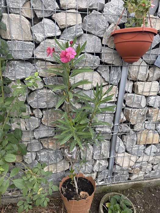 Flori la ghiveci ( trandafiri japonezi /leandri )