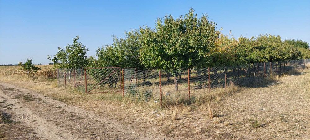 Teren intravilan in Sag jud.Timis