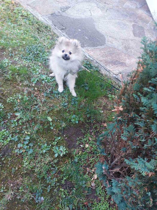 Померан с чип и паспорт