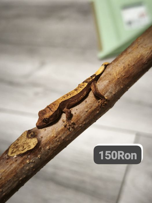 Gecko Crested Soparla