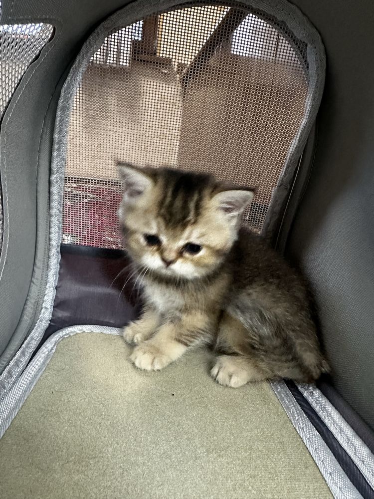 Продаются котята, полтора месяца