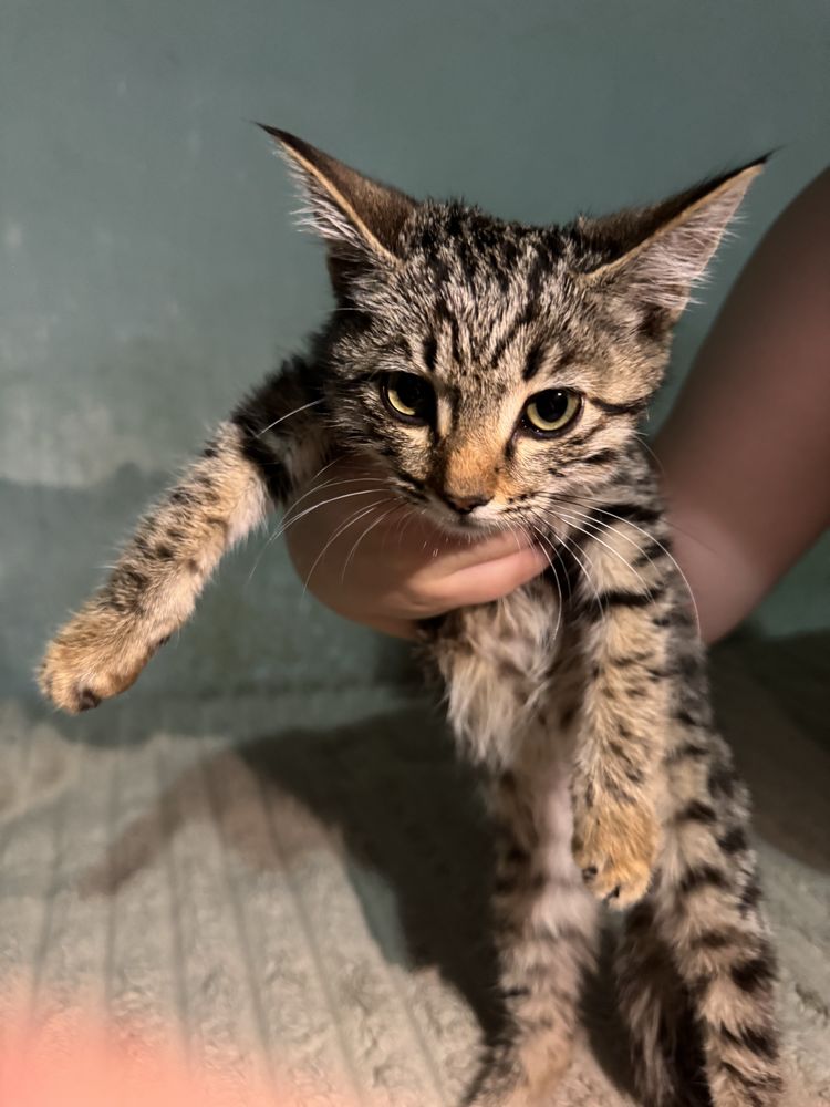 Отдам котёнка в добрые руки