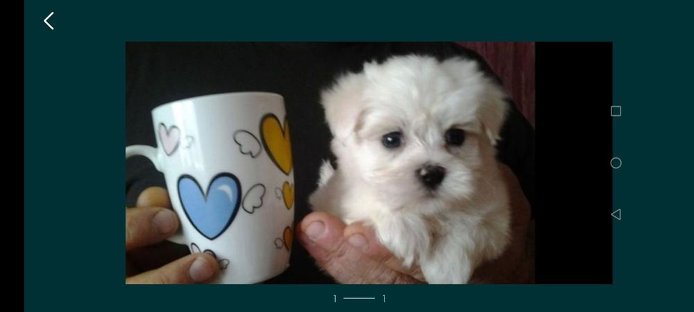 Bichon maltez mini toy