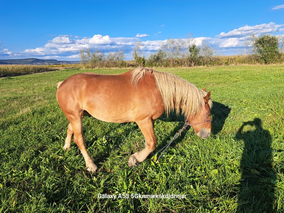 Cal                        .