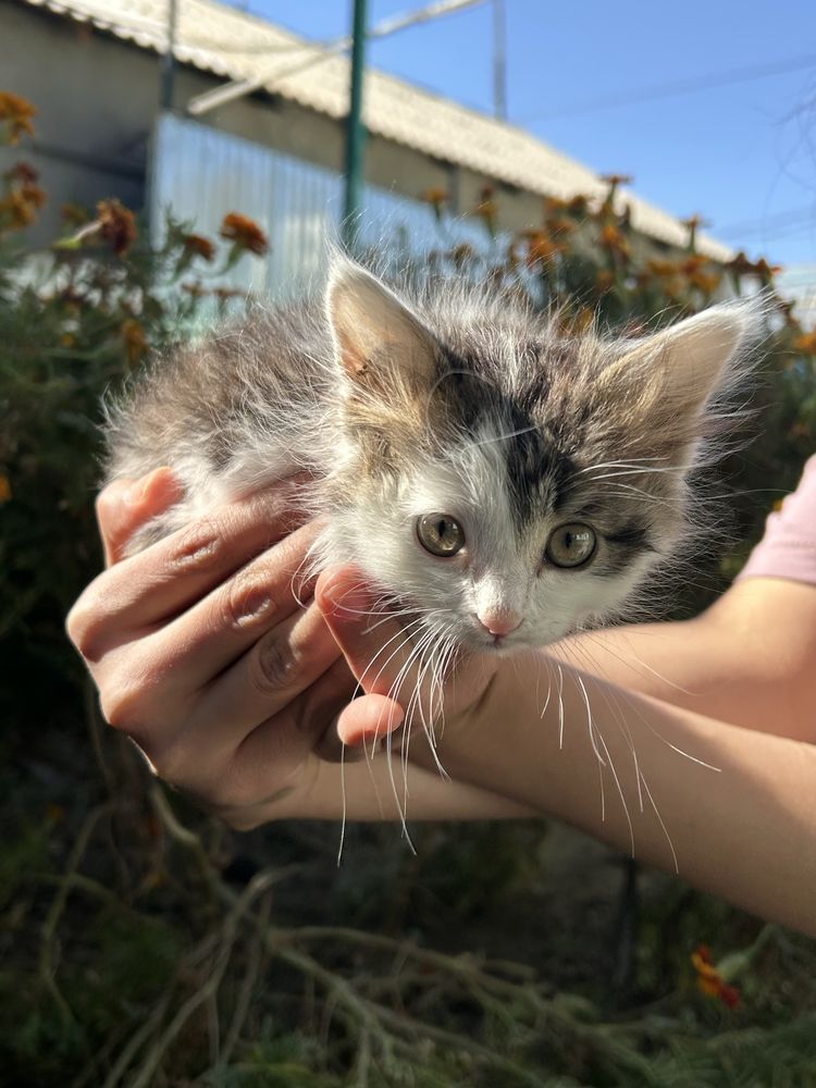Котята ищут дом, в хорошие руки