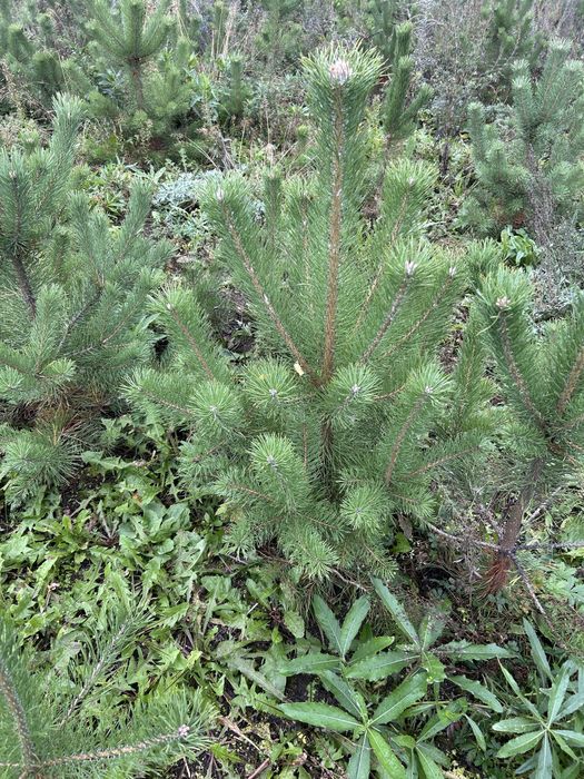 Продам саженцы деревьев