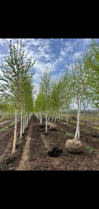 Mestecan diferite inaltimi platna tei la super oferta