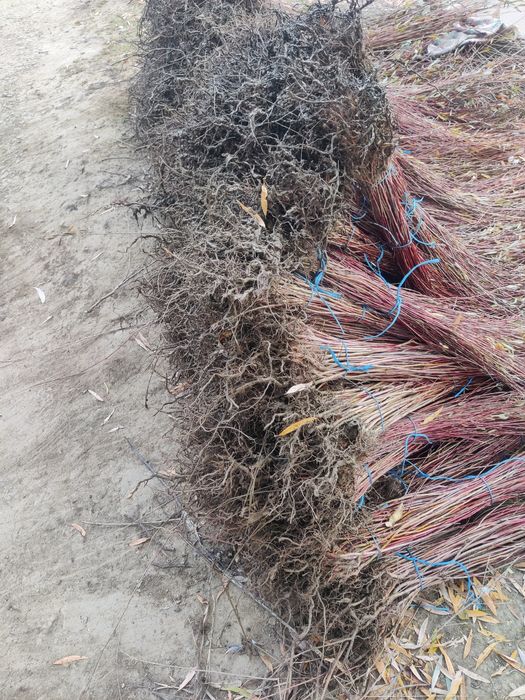 Puieți de salcie diferite soiuri și dimensiuni