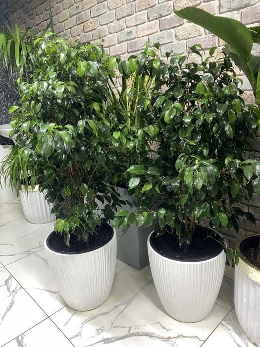 Фикус бенджамина Цветы для дома  озеленение