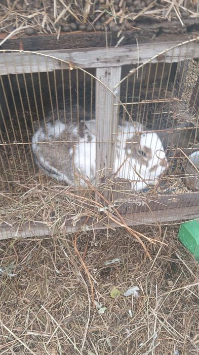 Продам кроликов шиншилла, бабочки