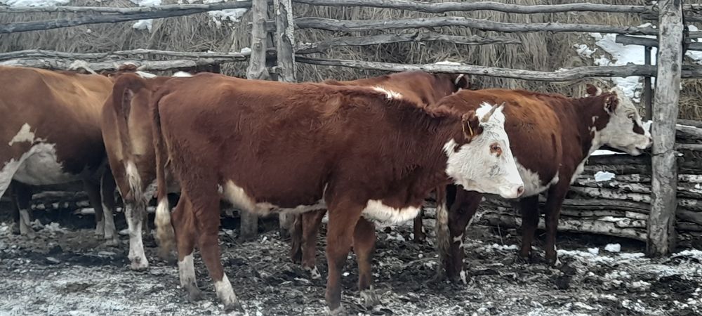 Продам кұнажындар крс молодняк