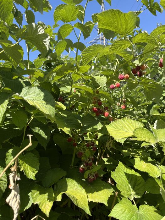 Срочно продам дачу 20 сот