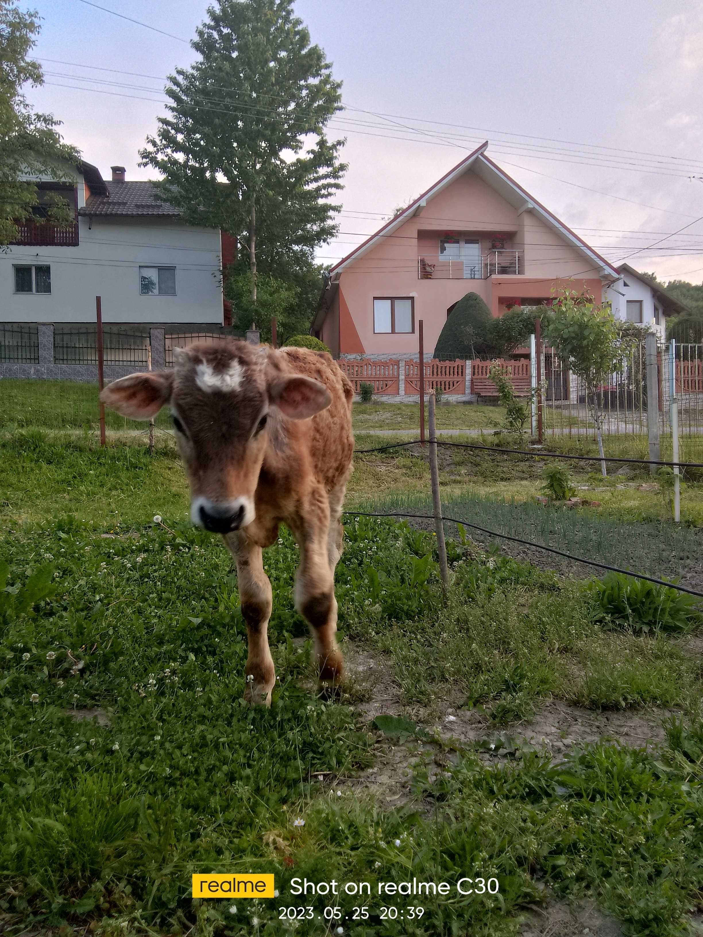 Vând vițel  de 3 luni