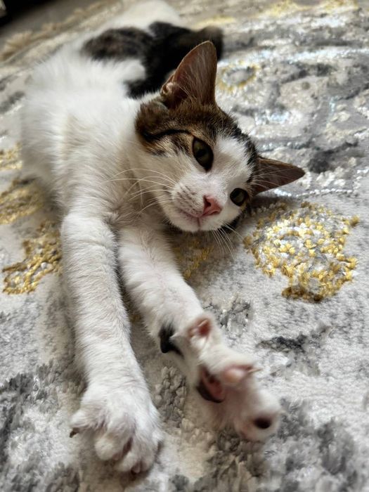 Котёнок бесплатно даром