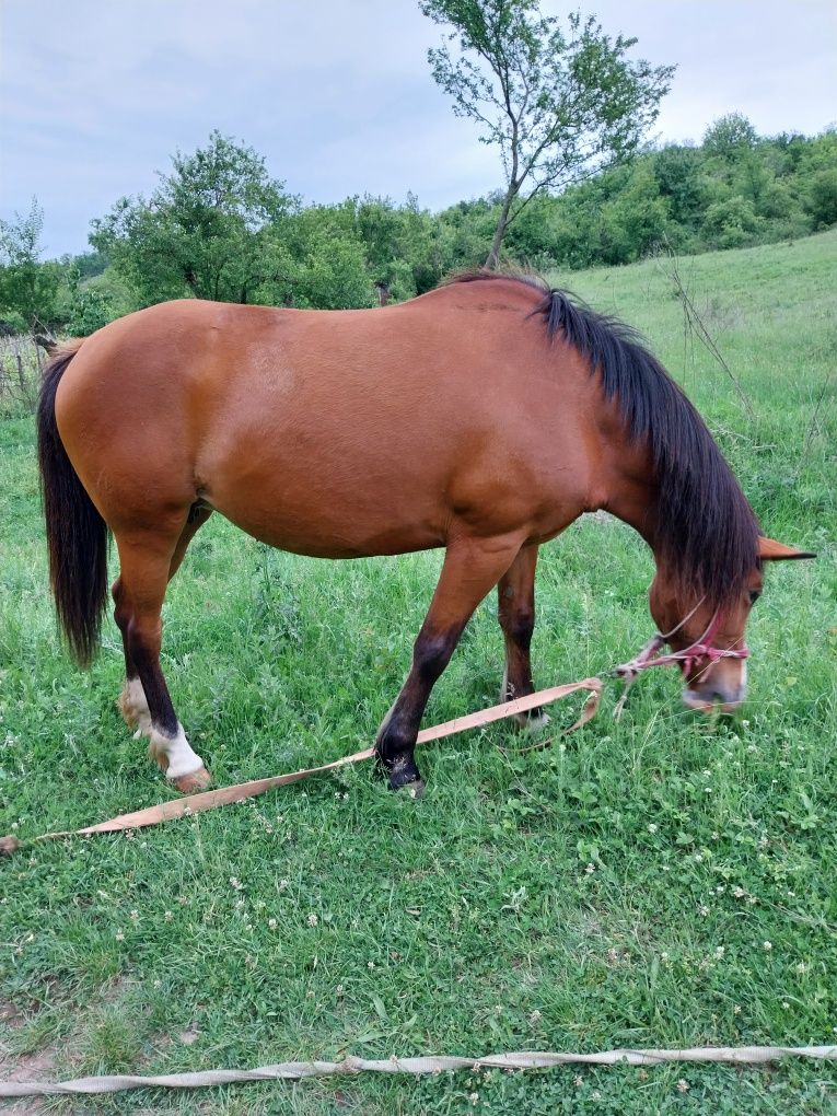 Iapa 10 ani  branesti gorj