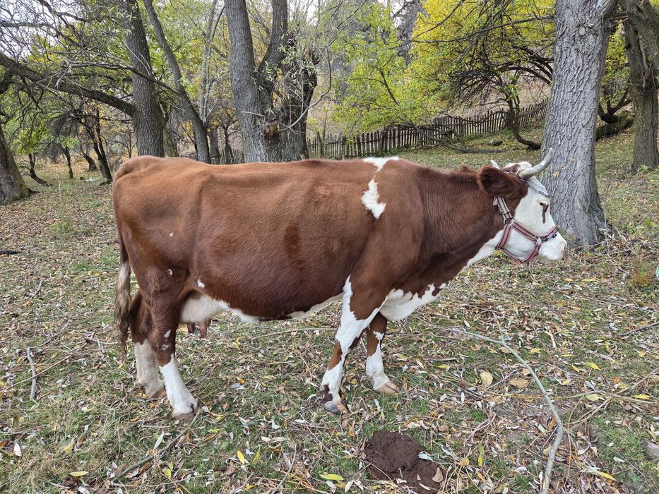 Vacă bălțată românească