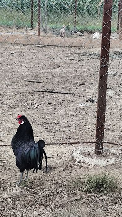 Vindem Rate macanitoare tinere din primavara , cocoși